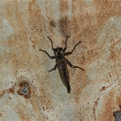 Cerdistus sp. (genus) at Scullin, ACT - 10 Mar 2025 02:44 PM