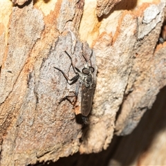 Cerdistus sp. (genus) (Slender Robber Fly) at Higgins, ACT - 24 Feb 2025 by AlisonMilton