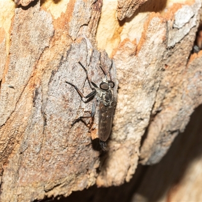 Cerdistus sp. (genus) (Slender Robber Fly) at Higgins, ACT - 24 Feb 2025 by AlisonMilton