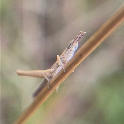 Keyacris scurra (Key's Matchstick Grasshopper) at Tarago, NSW - Yesterday by clarehoneydove