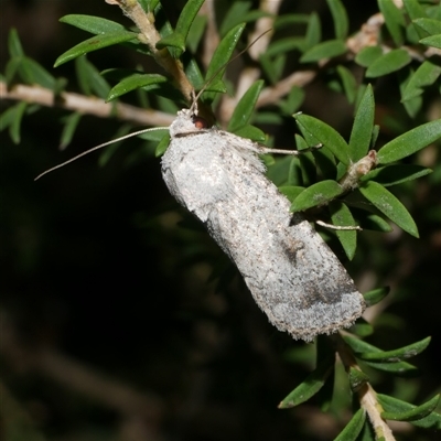 Proteuxoa amaurodes at Freshwater Creek, VIC - 12 Feb 2025 by WendyEM