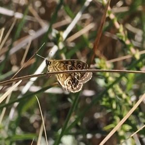 Oreixenica latialis at Cotter River, ACT - suppressed