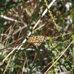 Oreixenica latialis at Cotter River, ACT - suppressed