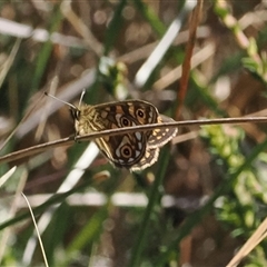 Oreixenica latialis at Cotter River, ACT - suppressed