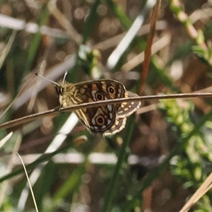 Oreixenica latialis at Cotter River, ACT - suppressed