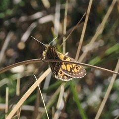 Oreixenica latialis at Cotter River, ACT - suppressed