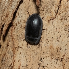 Pterohelaeus planus (Pie dish beetle) at Scullin, ACT - 10 Mar 2025 by AlisonMilton