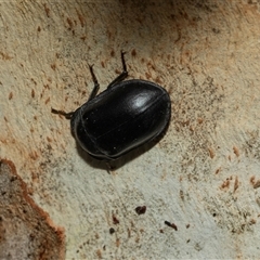 Pterohelaeus planus at Scullin, ACT - 10 Mar 2025 01:52 PM