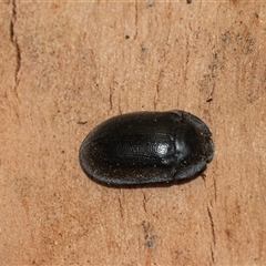 Pterohelaeus planus at Scullin, ACT - 10 Mar 2025 01:52 PM