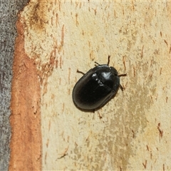 Pterohelaeus planus at Scullin, ACT - 10 Mar 2025 01:52 PM