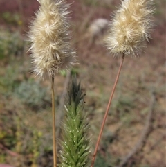 Enneapogon nigricans (Nine-awn Grass, Bottlewashers) at Strathnairn, ACT - 2 Mar 2025 by pinnaCLE