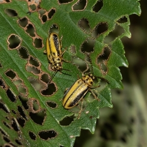 Xanthogaleruca luteola (Elm leaf beetle) at Scullin, ACT - 10 Mar 2025 by AlisonMilton