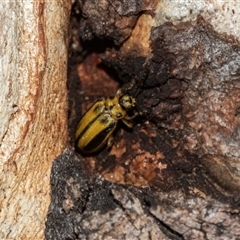 Xanthogaleruca luteola at Scullin, ACT - 10 Mar 2025 03:14 PM