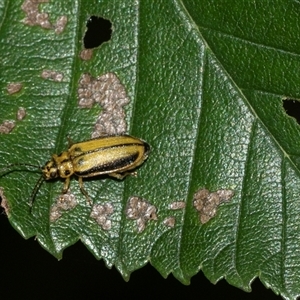 Xanthogaleruca luteola at Scullin, ACT - 10 Mar 2025 03:14 PM