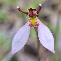 Eriochilus cucullatus at Lake George, NSW - Today by clarehoneydove