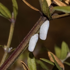 Anzora unicolor (Grey Planthopper) at Spence, ACT - 10 Mar 2025 by AlisonMilton