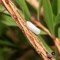 Anzora unicolor at Spence, ACT - 10 Mar 2025 02:14 PM