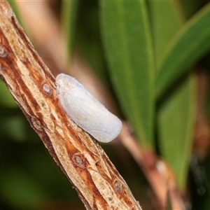 Anzora unicolor at Spence, ACT - 10 Mar 2025 02:14 PM