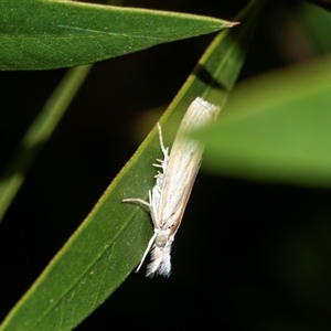 Culladia cuneiferellus (Crambinae moth) at Scullin, ACT - 10 Mar 2025 by AlisonMilton