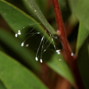 Neuroptera (order) (Unidentified lacewing) at Scullin, ACT - 10 Mar 2025 by AlisonMilton