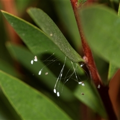 Neuroptera (order) at Scullin, ACT - 10 Mar 2025 02:06 PM