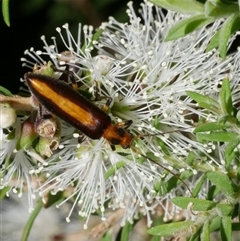 Unidentified Other beetle at Freshwater Creek, VIC - 12 Feb 2025 by WendyEM