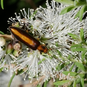 Unidentified Other beetle at Freshwater Creek, VIC - 12 Feb 2025 by WendyEM