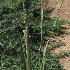 Paspalidium distans (Spreading Panic Grass) at Strathnairn, ACT - 2 Mar 2025 by pinnaCLE