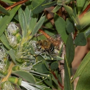 Amegilla sp. (genus) (Blue Banded Bee) at Scullin, ACT - 10 Mar 2025 by AlisonMilton