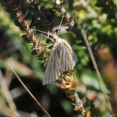 Amelora oritropha (Alpine Striped Cape-moth) at Cotter River, ACT - 6 Mar 2025 by RAllen