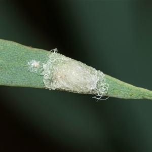 Glycaspis sp. (genus) at Scullin, ACT - 10 Mar 2025 by AlisonMilton