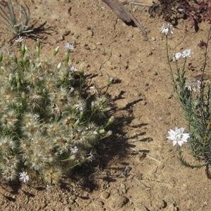 Vittadinia muelleri (Narrow-leafed New Holland Daisy) at Strathnairn, ACT - 2 Mar 2025 by pinnaCLE