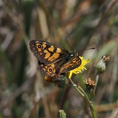 Oreixenica latialis (Small Alpine Xenica) at Cotter River, ACT - 6 Mar 2025 by RAllen