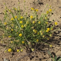 Calotis lappulacea (Yellow Burr Daisy) at Strathnairn, ACT - 2 Mar 2025 by pinnaCLE