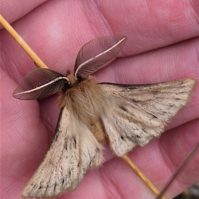 Pterolocera (genus) (Antheliid moth) at Currawang, NSW - 11 Mar 2025 by clarehoneydove