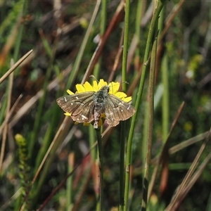 Atkinsia dominula at Cotter River, ACT - suppressed