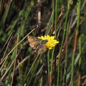 Atkinsia dominula at Cotter River, ACT - suppressed