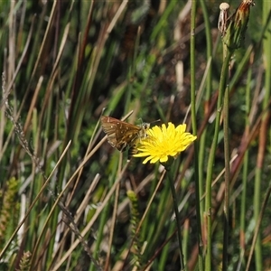 Atkinsia dominula at Cotter River, ACT - suppressed