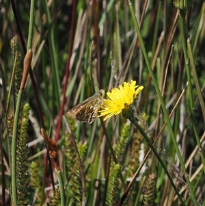 Atkinsia dominula at Cotter River, ACT - suppressed