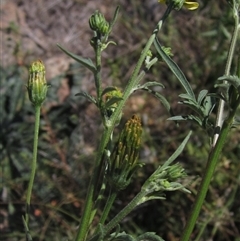 Bidens subalternans at Strathnairn, ACT - 2 Mar 2025 10:50 AM