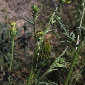 Bidens subalternans at Strathnairn, ACT - 2 Mar 2025 10:50 AM