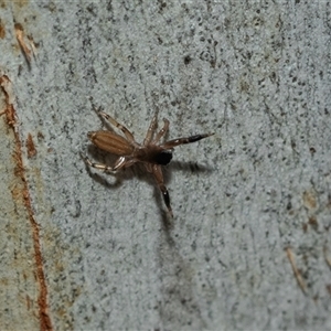 Holoplatys sp. (genus) (Unidentified Holoplatys jumping spider) at Scullin, ACT - 10 Mar 2025 by AlisonMilton