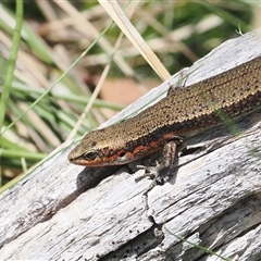 Pseudemoia entrecasteauxii (Woodland Tussock-skink) at Cotter River, ACT - 6 Mar 2025 by RAllen