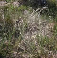 Digitaria brownii (Cotton Panic Grass) at Strathnairn, ACT - 2 Mar 2025 by pinnaCLE