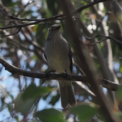 Colluricincla harmonica (Grey Shrikethrush) at Cotter River, ACT - 6 Mar 2025 by RAllen