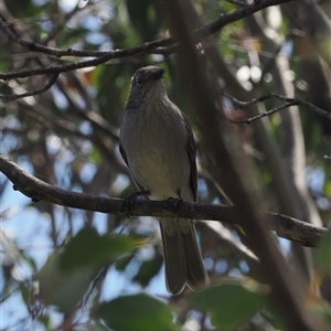 Colluricincla harmonica (Grey Shrikethrush) at Cotter River, ACT - 6 Mar 2025 by RAllen