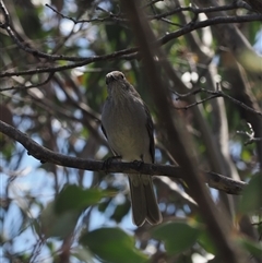 Colluricincla harmonica at Cotter River, ACT - 6 Mar 2025 01:23 PM