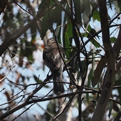 Colluricincla harmonica at Cotter River, ACT - 6 Mar 2025 01:23 PM