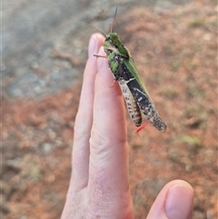 Gastrimargus musicus (Yellow-winged Locust or Grasshopper) at Lake George, NSW - Yesterday by clarehoneydove