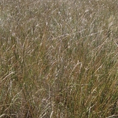 Bothriochloa macra (Red Grass, Red-leg Grass) at Strathnairn, ACT - 2 Mar 2025 by pinnaCLE